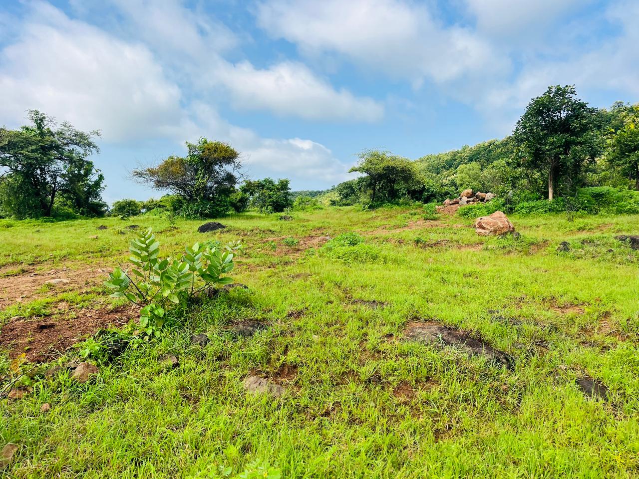 R-Zone plot - Naigaon
