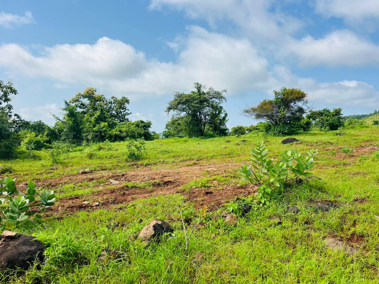R-Zone plot - Naigaon