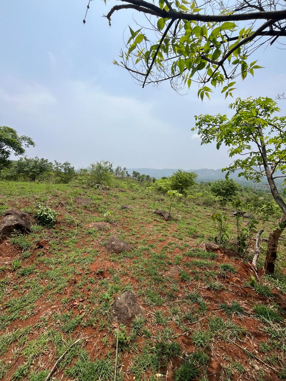 Misty Green - Wanjale