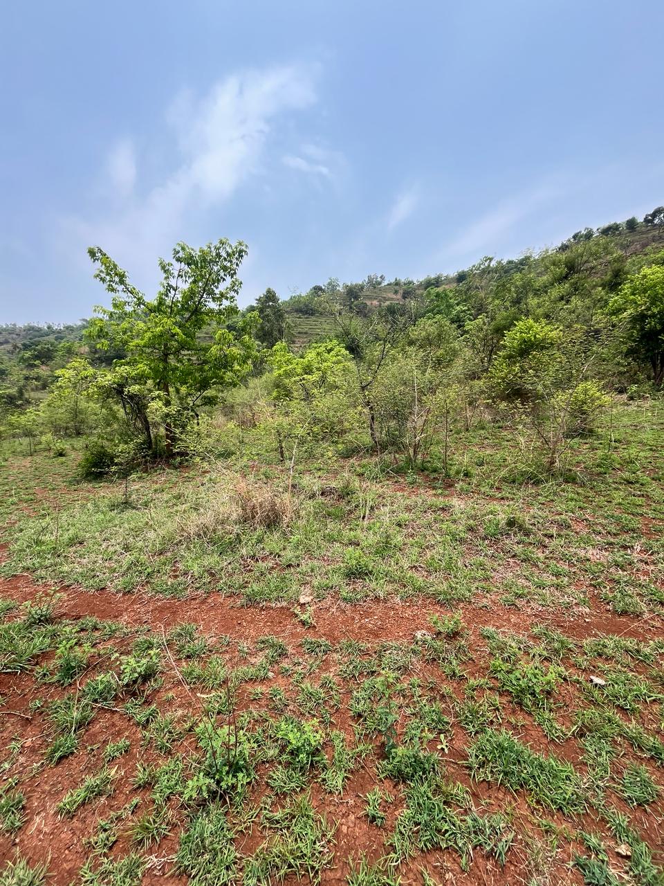 Misty Green - Wanjale