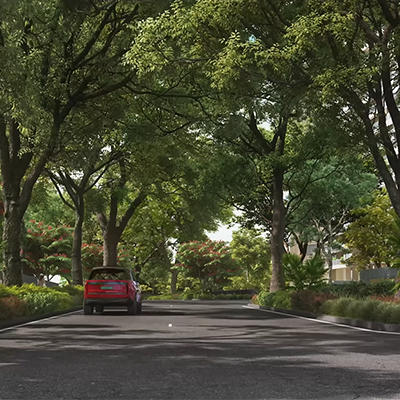 PRESTIGE EVERGREEN - Whitefield